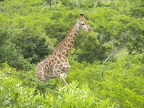 Giraffen3