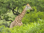 Giraffen4