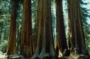 Sequoia Tree Stämme